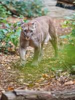 Puma im Zoo foto