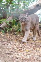 Puma im Zoo foto