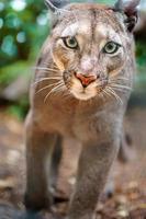 Puma im Zoo foto