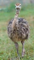 gemeiner Strauß im Zoo foto