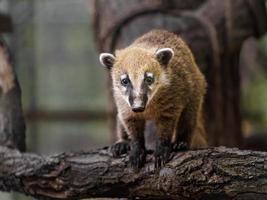 südamerikanischer Nasenbär foto