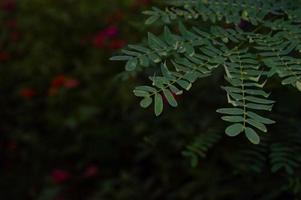 Nahaufnahme der Blätter der Pflanze Parkia Speciosa foto