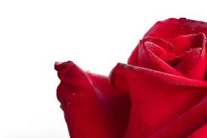 rote Rose isoliert auf weißem Hintergrund mit Beschneidungspfad foto