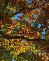 bunte Herbstblätter über uns foto