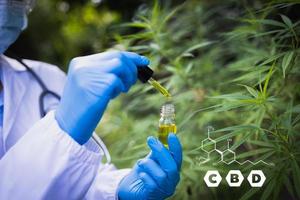 die hand des arztes lässt cannabisöl, cbd cannabidiol in pipette gegen hanfpflanze mit chemischem molekül fallen foto