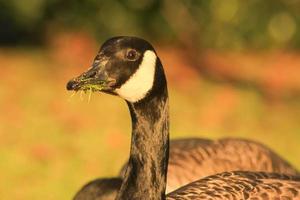 Schöne Gans und Schwan auf blauem Seewasser an sonnigen Tagen im Sommer, Schwäne auf Teich, Naturserie foto