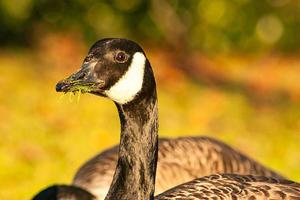 Schöne Gans und Schwan auf blauem Seewasser an sonnigen Tagen im Sommer, Schwäne auf Teich, Naturserie foto