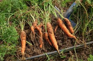 Die Ernte von Karotten in verschiedenen Formen und Größen, die auf dem Gartengrundstück angebaut werden, liegt auf dem Boden. foto