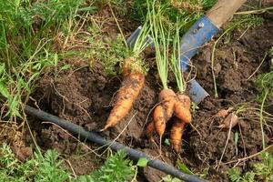 frisch ausgegrabene orange Karotte liegt auf fruchtbarem Boden vor dem Hintergrund der Gartenschaufel.. foto