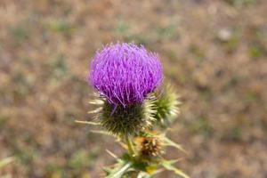 Schöne Blumen auf der Waldlichtung hautnah foto