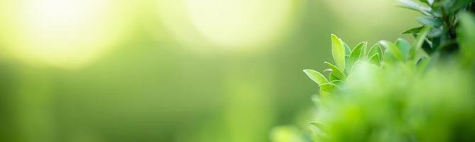 Nahaufnahme des grünen Blattes der schönen Naturansicht auf unscharfem grünem Hintergrund im Garten mit Kopienraum unter Verwendung als Hintergrunddeckblattkonzept. foto