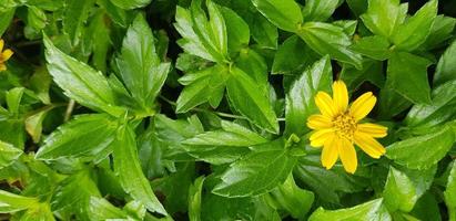 indisches gänseblümchen oder indischer sommer oder rudbeckia hirta oder schwarzäugige susan foto