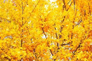 Herbstlandschaft mit leuchtend buntem Laub. Indischer Sommer. foto