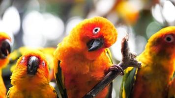 Sun Conure-Vögel, die Zweige im Zoo halten. foto