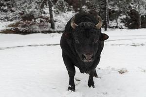 Ein großer schwarzer Stier im Schneetraining, um in der Arena zu kämpfen. Stierkampf-Konzept. selektiver Fokus foto