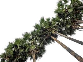 Palmengruppe. Hochauflösende Baumlandschaft isoliert auf weißem Hintergrund für Druck- und Webseiten mit geschnittenen Pfaden und Alphakanälen. foto