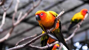 Sun Conure-Vögel, die Zweige im Zoo halten. foto