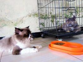 süße katze entspannt sich und sitzt im käfig. foto