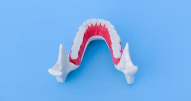 menschlicher Unterkiefer mit Anatomiemodell von Zähnen und Zahnfleisch
