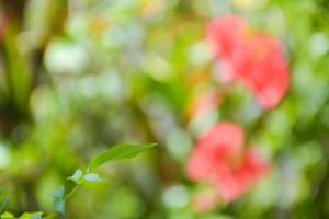 Rote Hibiskusblüte, die im Garten blüht, weiche Unschärfe und leichtes Bokeh. foto