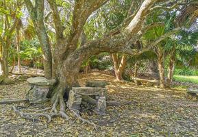 tropischer natürlicher dschungelwald palmen tulum maya ruinen mexiko. foto