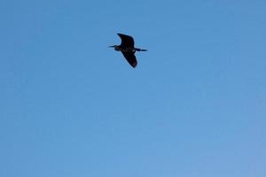 großer vogel, der unter dem blauen himmel fliegt foto