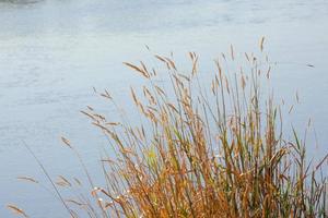 trockene Gräser in der Nähe eines Flusses in der Sommersaison foto