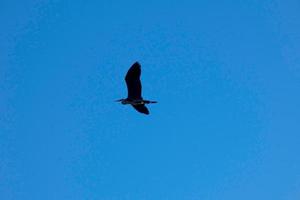 großer vogel, der unter dem blauen himmel fliegt foto