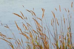 trockene Gräser in der Nähe eines Flusses in der Sommersaison foto