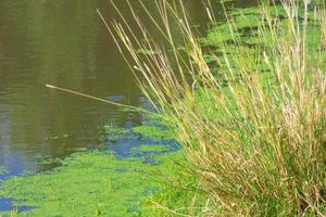 stehende Gewässer, Feuchtgebiete in unmittelbarer Nähe eines Flusses, Vegetation foto