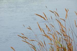 trockene Gräser in der Nähe eines Flusses in der Sommersaison foto