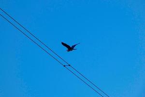 großer vogel, der unter dem blauen himmel fliegt foto