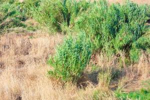 Vegetation in der Nähe eines Flusses, trockene Gräser foto