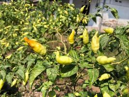 Chilis auf Busch, Landwirtschaft von Spießgemüse. selektiver Fokus foto