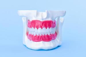 menschlicher Kiefer mit Zähnen und Zahnfleisch Anatomiemodell