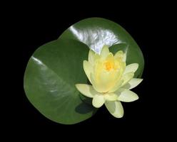 Seerose oder Lotus- oder Nymphaea-Blume. Nahaufnahme gelbe Lotusblumen auf Blatt isoliert auf schwarzem Hintergrund. foto