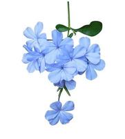 Weiße Plumbago- oder Kap-Leadwurz-Blüten. Nahaufnahme blau-violetter Blumenstrauß isoliert auf weißem Hintergrund. Draufsicht kleiner Blumenstrauch. foto