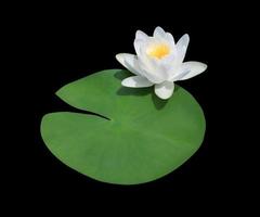 Seerose oder Lotus- oder Nymphaea-Blume. Schließen Sie herauf weiße Lotosblumen auf dem Blatt, das auf schwarzem Hintergrund lokalisiert wird. foto