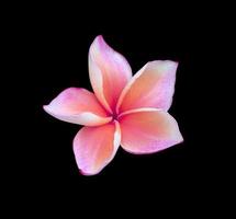 Plumeria- oder Frangipani-Blume. Nahaufnahme einer einzelnen rosa-violetten Plumeria-Blume, die auf schwarzem Hintergrund isoliert ist. Draufsicht auf die Frangipani-Blüte. foto