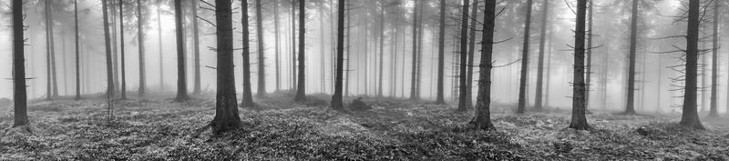 Frühling Fichtenwald foto