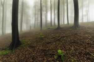 sommerlicher Buchenwald foto