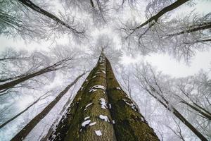 winterliche Baumkrone foto