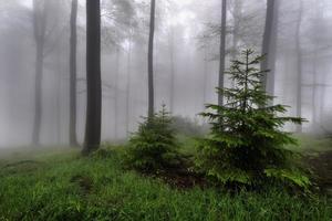 sommernebeliger wald foto