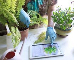 Eine ältere Frau in blauen Gummihandschuhen lernt eine Lektion über die Pflege von Hausblumen in einem Tablet, Smartphone. Pflanzenpflege. Technologien. Fernstudium foto