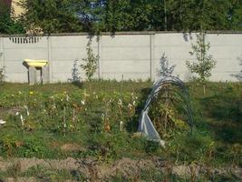 wachsende Sommerernte im Garten foto