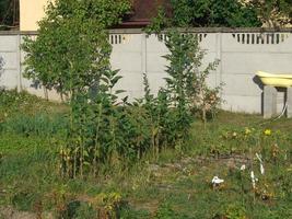 wachsende Sommerernte im Garten foto