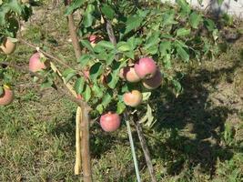 wachsende Sommerernte im Garten foto