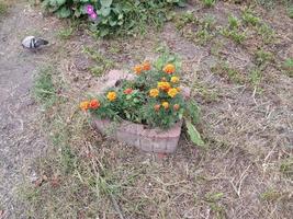 Blumen und Pflanzen wachsen im Vorgarten neben dem Haus in der Stadt foto