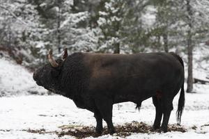 Ein großer schwarzer Stier im Schneetraining, um in der Arena zu kämpfen. Stierkampf-Konzept. selektiver Fokus foto