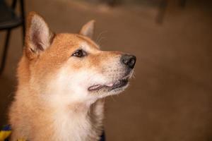 Brauner Shiba-Hund starrt und sitzt auf dem Boden. foto